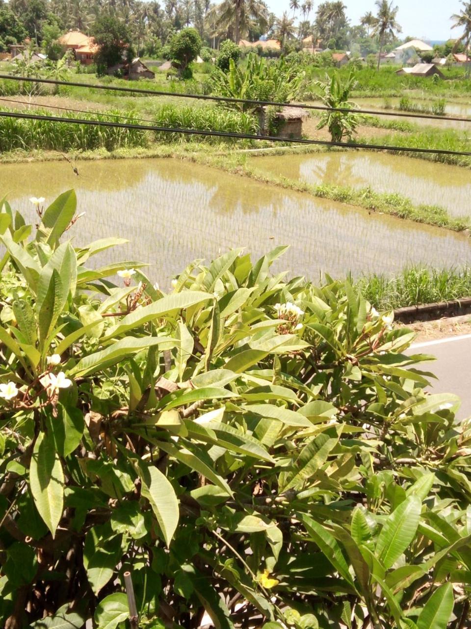 אמד Mesari Homestay & Warung מראה חיצוני תמונה